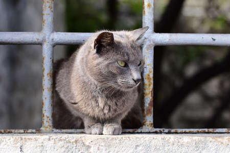 Cat coming out of the prison.の写真素材