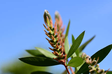 The bottle brush plant, Callistemon citrinus, bears dramatic crimson-red flower spikesの写真素材
