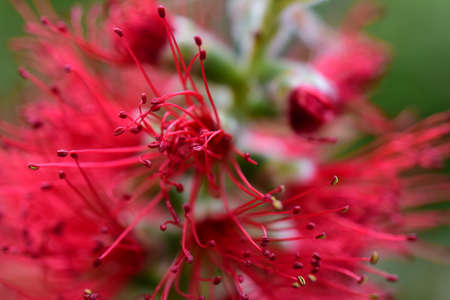 The bottle brush plant, Callistemon citrinus.の写真素材