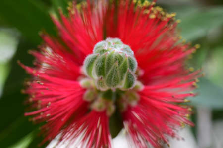 The bottle brush plant, Callistemon citrinus.の写真素材