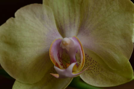 Tender Orchid blossom.
Photo taken on 03. January 2022.の写真素材