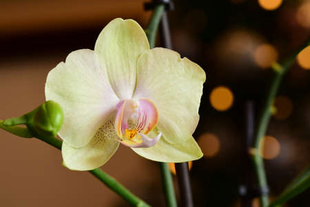 Tender Orchid blossom.
Photo taken on 03. January 2022.の写真素材
