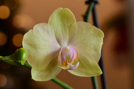 Tender Orchid blossom.
Photo taken on 03. January 2022.の写真素材