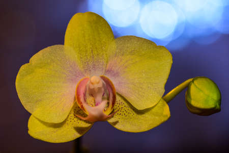 Orchids blossoming. Photo taken beginning of January 2022.の写真素材