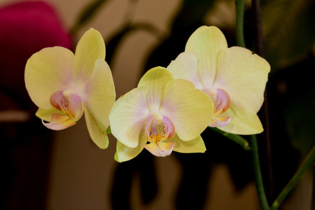 Orchids blossoming. Photo taken beginning of January 2022.の写真素材