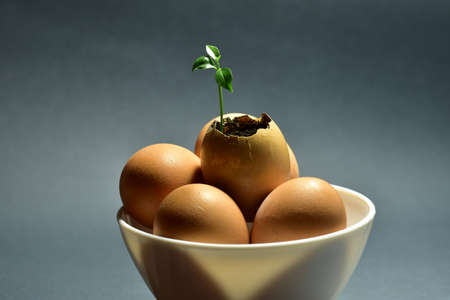 Small plant growing from Lemon shell. Symbol for life, hope, better future.の写真素材