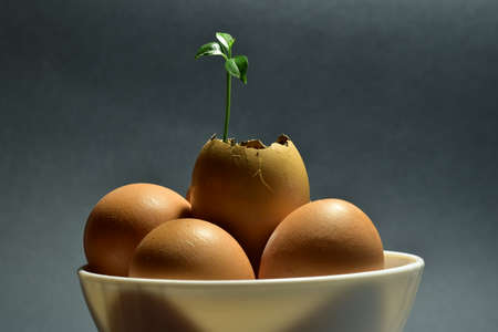 Small plant growing from Lemon shell. Symbol for life, hope, better future.の写真素材