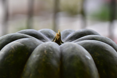 Close-up of a green pumpkin which was cut.の写真素材