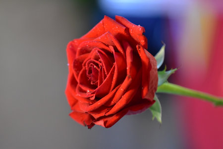 Red rose with water droplets on petals, close-upの写真素材