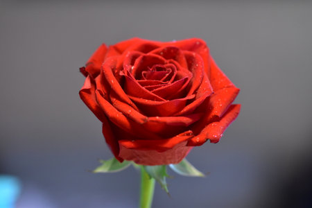 Beautiful red rose with water drops on the petals, close upの写真素材