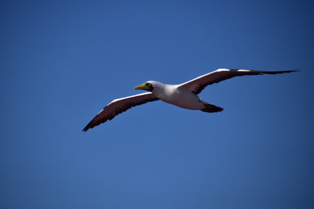 Blue footed booby (Sula nebouxii) in flight. Picture taken on the ocean passage from Europe to North America.の写真素材