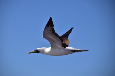 Gannet, Sula bassana, single bird in flight, Falkland Islandsの写真素材