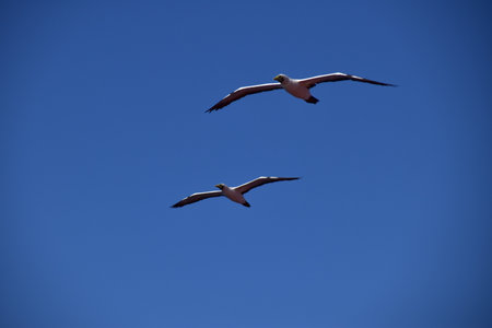 Seagulls flying in the blue sky.の写真素材