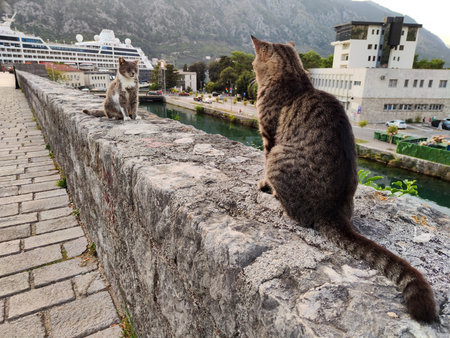 Two cats looking each other. Photo taken on city walls of Kotor. Passenger ship in the background.の写真素材