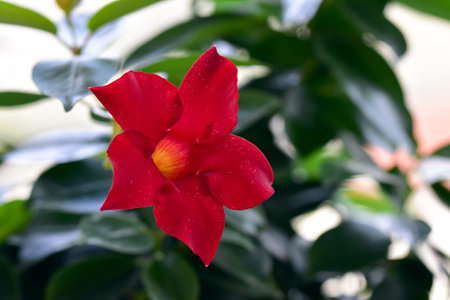 Trumpet-shaped flower of red dipladenia and glossy green leaves in the background. Dipladenia is a flowering plant that belongs to the Mandevilla genus.の写真素材