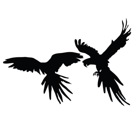 parrot two black silhouette on white backgroundのイラスト素材