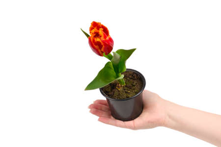 Tulip in a pot in woman hands isolated on white.の写真素材