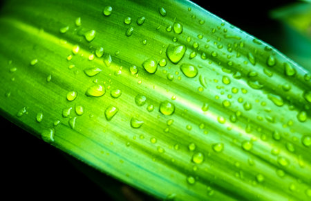 Many water droplets on green leaves after raining which it can make freshness concept.の写真素材