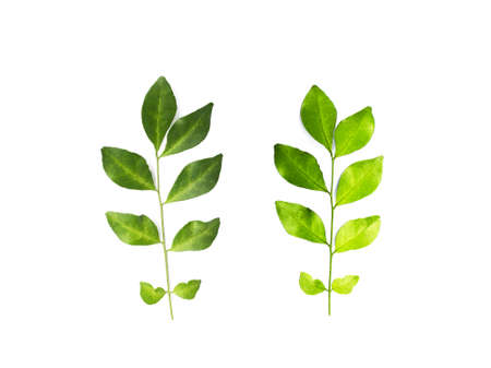 collection tropical green leaf on white backgroundの写真素材