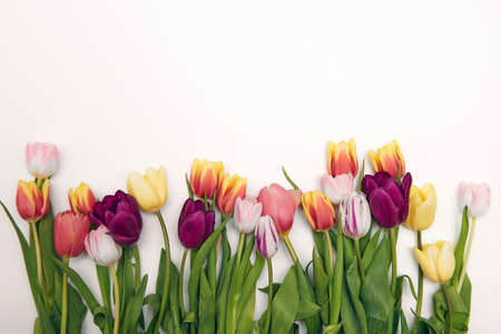 Floral background with copy space. Flat-lay frame of tulips. Womens day, mothers day greeting cardの写真素材