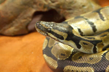 Ball Python (Python regius)の写真素材