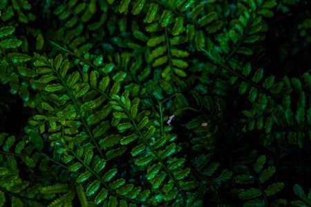 Creative natural small dark green leaves on black background which it can make freshness on foliage from tropical and rain forest.の写真素材