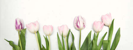 Floral background with copy space. Flat-lay frame of tulips. Womens day, mothers day greeting cardの写真素材