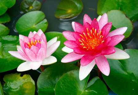 beautiful pink waterlily or lotus flower in pondの写真素材