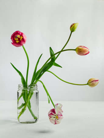 Tulips with curly stems in glass jar on white background. Minimalistic compositionの写真素材