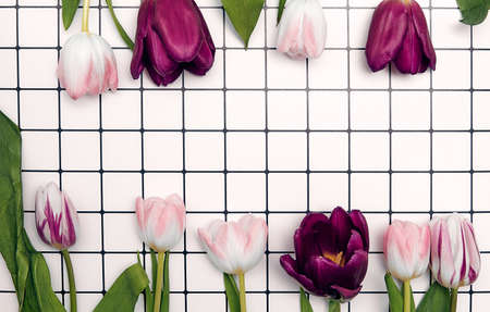 Floral background with copy space. Flat-lay frame of tulips. Womens day, mothers day greeting cardの写真素材