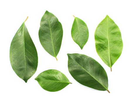 collection tropical green leaf on white backgroundの写真素材