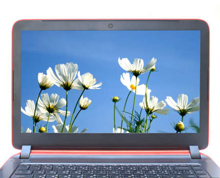 Laptop with daisies on screen isolated on whiteの写真素材