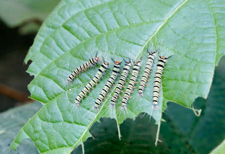Caterpillars eat plants - agricultural pestsの写真素材