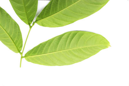 collection tropical green leaf on white backgroundの写真素材