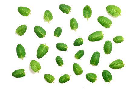 Mint leaves isolated on white backgroundの写真素材