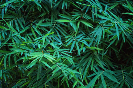 Creative dark green bamboo leafs for background and wallpaper. Bamboo is sign for peaceful of China and Japan.の写真素材
