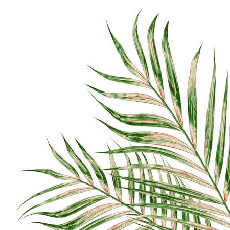 Green leaves of palm tree isolated on white backgroundの写真素材