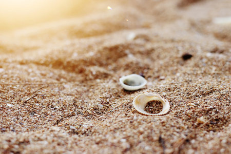 Shells on the beach, morning sea, blurred scenesの写真素材