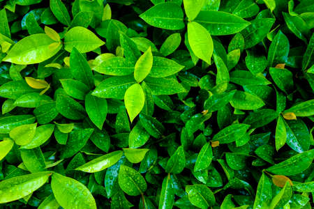 Green leafs and droplet after raining. It is freshness and wet concept.の写真素材