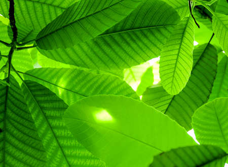 Creative beautiful green leafs with sunlight on the branch in the garden and rain forest.の写真素材