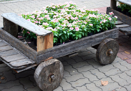 Flowers on pots in wooden box in gardenの写真素材