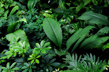 Beautiful many botany green leaves on dark background wallpaper which can make a freshness concept.の写真素材