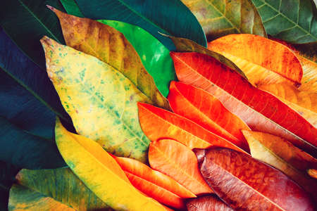 Creative beautiful colorful leafs in autumn for background and backdrop. This is wallpaper for decorate of advertisement.の写真素材