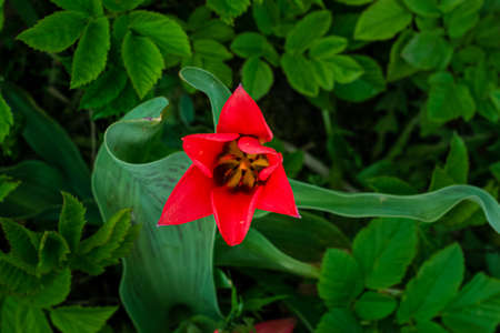 Red blooming wild tulip flower in green grass, top viewの写真素材