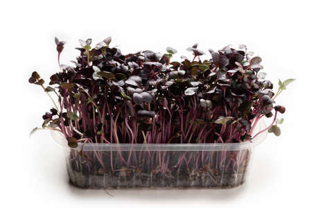 Fresh sprouts of kohlrabi in plastic bowl isolated on whiteの写真素材