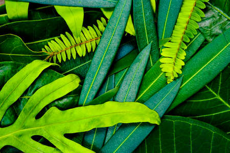 Creative idea of green leafs layout for background and texture which it can make freshness and comfortable for eyes.の写真素材
