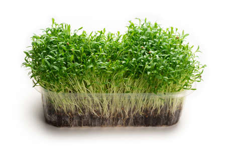 Fresh cilantro seedlings in plastic container isolated on whiteの写真素材