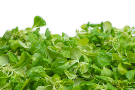 Mash salad on white background.の写真素材