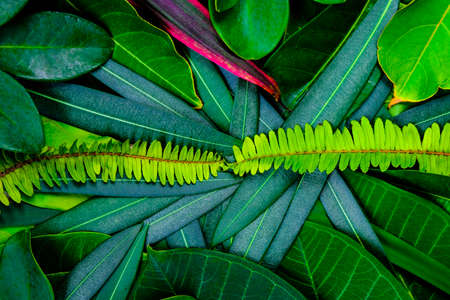 Creative idea of green leafs layout for background and texture which it can make freshness and comfortable for eyes.の写真素材
