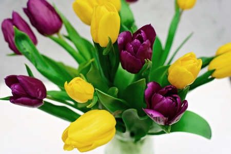 Bouquet of purple and yellow spring tulip flowers on a light background close-up. Copy space. Mothers Day. International Womens Day.の写真素材
